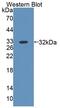 ATP Binding Cassette Subfamily B Member 10 antibody, LS-C663368, Lifespan Biosciences, Western Blot image 