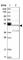 SH3 Domain Containing GRB2 Like, Endophilin B2 antibody, HPA021438, Atlas Antibodies, Western Blot image 