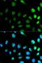 NEDD8 Ubiquitin Like Modifier antibody, LS-C331310, Lifespan Biosciences, Immunofluorescence image 
