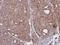 SEC31 Homolog A, COPII Coat Complex Component antibody, NBP1-31874, Novus Biologicals, Immunohistochemistry paraffin image 