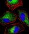 Mucin 2, Oligomeric Mucus/Gel-Forming antibody, orb389175, Biorbyt, Immunocytochemistry image 