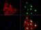 X-Ray Repair Cross Complementing 1 antibody, LS-C796711, Lifespan Biosciences, Immunofluorescence image 