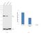 Cyclin Dependent Kinase 5 antibody, LF-MA0120, Invitrogen Antibodies, Western Blot image 