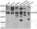 Somatostatin Receptor 4 antibody, A6988, ABclonal Technology, Western Blot image 