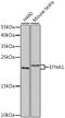 Ephrin A1 antibody, GTX32588, GeneTex, Western Blot image 