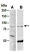 Elongation Factor For RNA Polymerase II 2 antibody, orb66957, Biorbyt, Western Blot image 