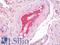 Coagulation Factor II, Thrombin antibody, LS-B9916, Lifespan Biosciences, Immunohistochemistry frozen image 