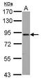 Engulfment And Cell Motility 1 antibody, PA5-29783, Invitrogen Antibodies, Western Blot image 