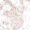 E1A Binding Protein P300 antibody, A300-358A, Bethyl Labs, Immunohistochemistry frozen image 