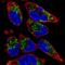 Transmembrane Protein 71 antibody, NBP2-57413, Novus Biologicals, Immunofluorescence image 