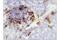 CD11C antibody, 45581S, Cell Signaling Technology, Immunohistochemistry frozen image 