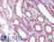 Sirtuin 7 antibody, LS-B2061, Lifespan Biosciences, Immunohistochemistry paraffin image 