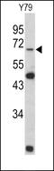 Lamin B2 antibody, 62-437, ProSci, Western Blot image 