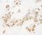 KMT3B NSD1 antibody, IHC-00027, Bethyl Labs, Immunohistochemistry paraffin image 