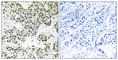 THO Complex 5 antibody, abx014991, Abbexa, Western Blot image 