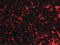 Transmembrane Protein 38B antibody, LS-B5060, Lifespan Biosciences, Immunofluorescence image 