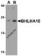 Basic Helix-Loop-Helix Family Member A15 antibody, 8541, ProSci, Western Blot image 
