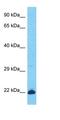 Keratin Associated Protein 26-1 antibody, orb325244, Biorbyt, Western Blot image 