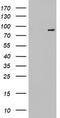 Fibroblast Growth Factor Receptor 1 antibody, LS-C789747, Lifespan Biosciences, Western Blot image 