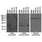 Potassium Voltage-Gated Channel Interacting Protein 1 antibody, 73-003, Antibodies Incorporated, Western Blot image 