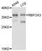 RNA binding protein fox-1 homolog 3 antibody, abx123008, Abbexa, Western Blot image 