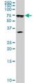 Male Germ Cell Associated Kinase antibody, H00004117-D01P, Novus Biologicals, Western Blot image 