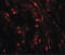 WAP Four-Disulfide Core Domain 2 antibody, LS-C201123, Lifespan Biosciences, Immunofluorescence image 
