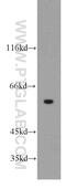 RIC8 Guanine Nucleotide Exchange Factor A antibody, 18707-1-AP, Proteintech Group, Western Blot image 