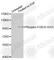 Forkhead Box O3 antibody, AP0351, ABclonal Technology, Western Blot image 