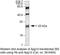 Autophagy Related 12 antibody, 36-6400, Invitrogen Antibodies, Western Blot image 