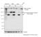 Spectrin Alpha, Non-Erythrocytic 1 antibody, PA5-35383, Invitrogen Antibodies, Western Blot image 