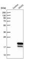 Iron-Sulfur Cluster Assembly 2 antibody, PA5-56488, Invitrogen Antibodies, Western Blot image 