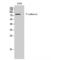 Cadherin 13 antibody, LS-C386349, Lifespan Biosciences, Western Blot image 