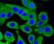 Protein Kinase C Alpha antibody, NBP2-67457, Novus Biologicals, Immunofluorescence image 