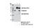 Podoplanin antibody, 9047S, Cell Signaling Technology, Immunoprecipitation image 