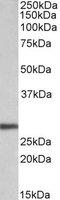 Artemin antibody, LS-C139700, Lifespan Biosciences, Western Blot image 