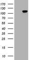 Catenin Delta 1 antibody, LS-C337068, Lifespan Biosciences, Western Blot image 