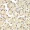 POU Class 2 Homeobox 1 antibody, LS-C748573, Lifespan Biosciences, Immunohistochemistry frozen image 