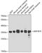 Aldo-Keto Reductase Family 1 Member B10 antibody, GTX55498, GeneTex, Western Blot image 