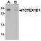 Tctex1 Domain Containing 1 antibody, NBP2-81830, Novus Biologicals, Western Blot image 