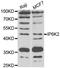 Inositol Hexakisphosphate Kinase 2 antibody, LS-C346270, Lifespan Biosciences, Western Blot image 