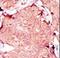 Adenylate Kinase 4 antibody, LS-C101251, Lifespan Biosciences, Immunohistochemistry frozen image 