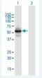 Zinc Finger Protein 492 antibody, H00057615-B01P-50ug, Novus Biologicals, Western Blot image 