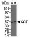 SLC7A11 antibody, TA301518, Origene, Western Blot image 