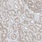 Zinc Finger AN1-Type Containing 2B antibody, NBP2-33994, Novus Biologicals, Immunohistochemistry frozen image 