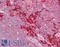 Mitogen-Activated Protein Kinase Kinase Kinase Kinase 1 antibody, LS-B6447, Lifespan Biosciences, Immunohistochemistry frozen image 