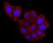Haptoglobin antibody, NBP2-66881, Novus Biologicals, Immunofluorescence image 