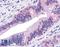 TRAF2 And NCK Interacting Kinase antibody, LS-A7403, Lifespan Biosciences, Immunohistochemistry frozen image 