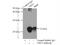 Chromobox 3 antibody, 11650-2-AP, Proteintech Group, Immunoprecipitation image 