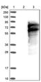 Lymphocyte Transmembrane Adaptor 1 antibody, PA5-52012, Invitrogen Antibodies, Western Blot image 